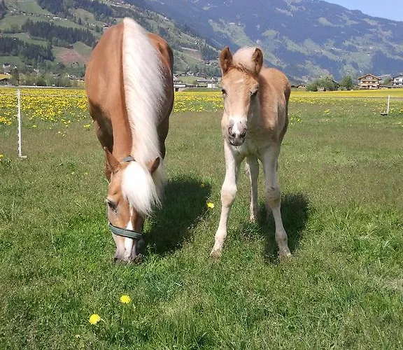 Apartment Larchergut Mayrhofen